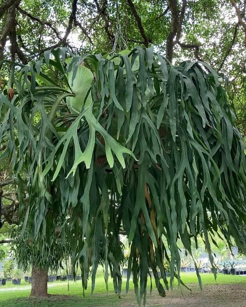 Platycerium Bifurcatum 2