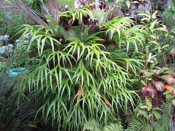 Platycerium Bifurcatum