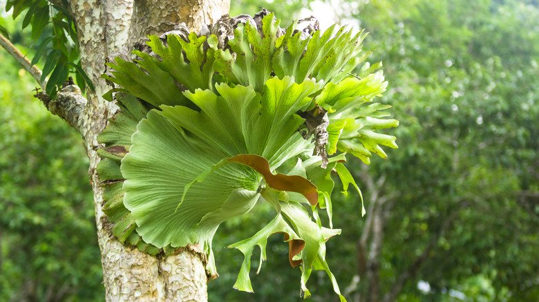 Platycerium Coronarium 2