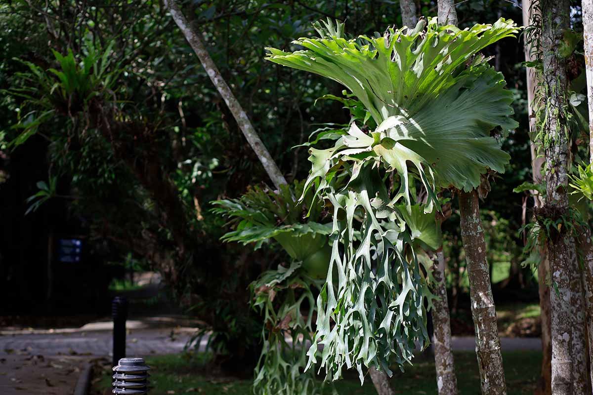 Platycerium Coronarium 3