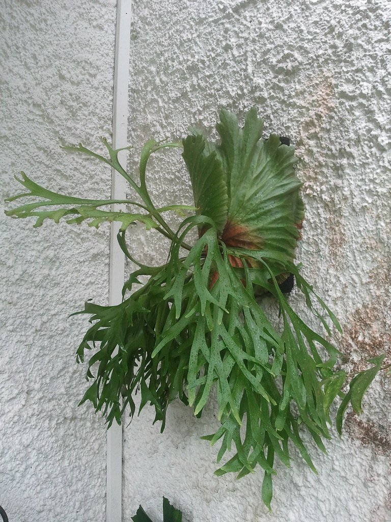 Platycerium Coronarium