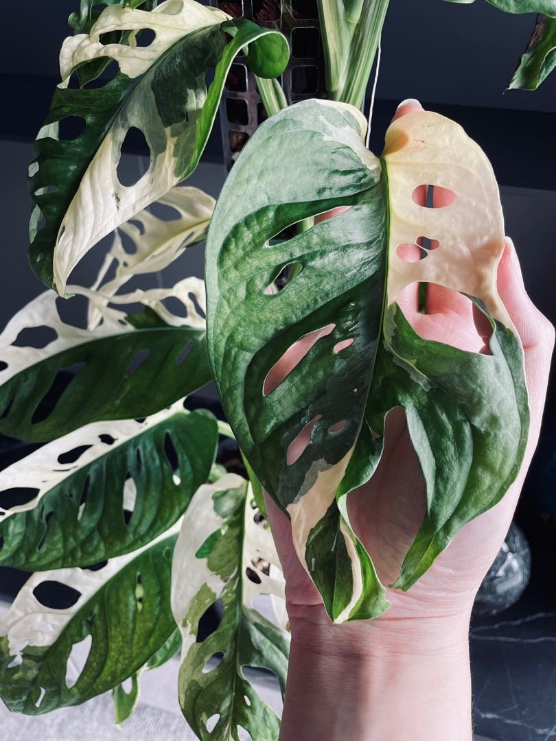 Monstera Adansonii Giant Albo Variegated 3