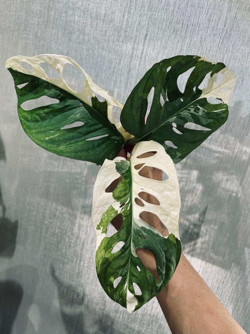 Monstera Adansonii Giant Albo Variegated