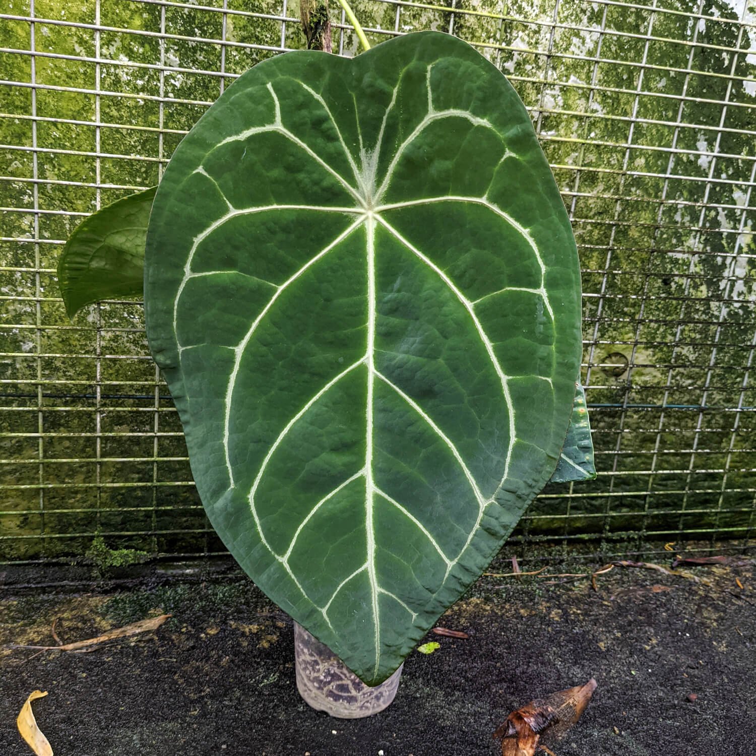Anthurium Forgetii Hybrid (Forgetii X) 3