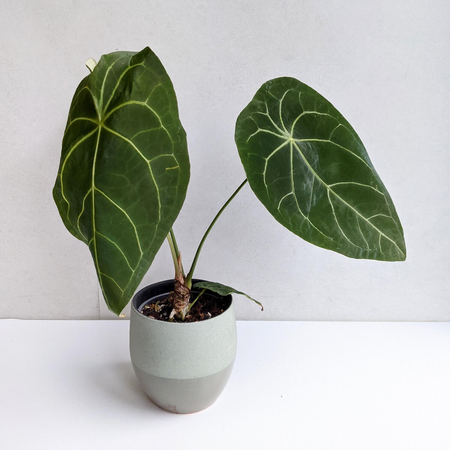 Anthurium Forgetii Hybrid (Forgetii X)
