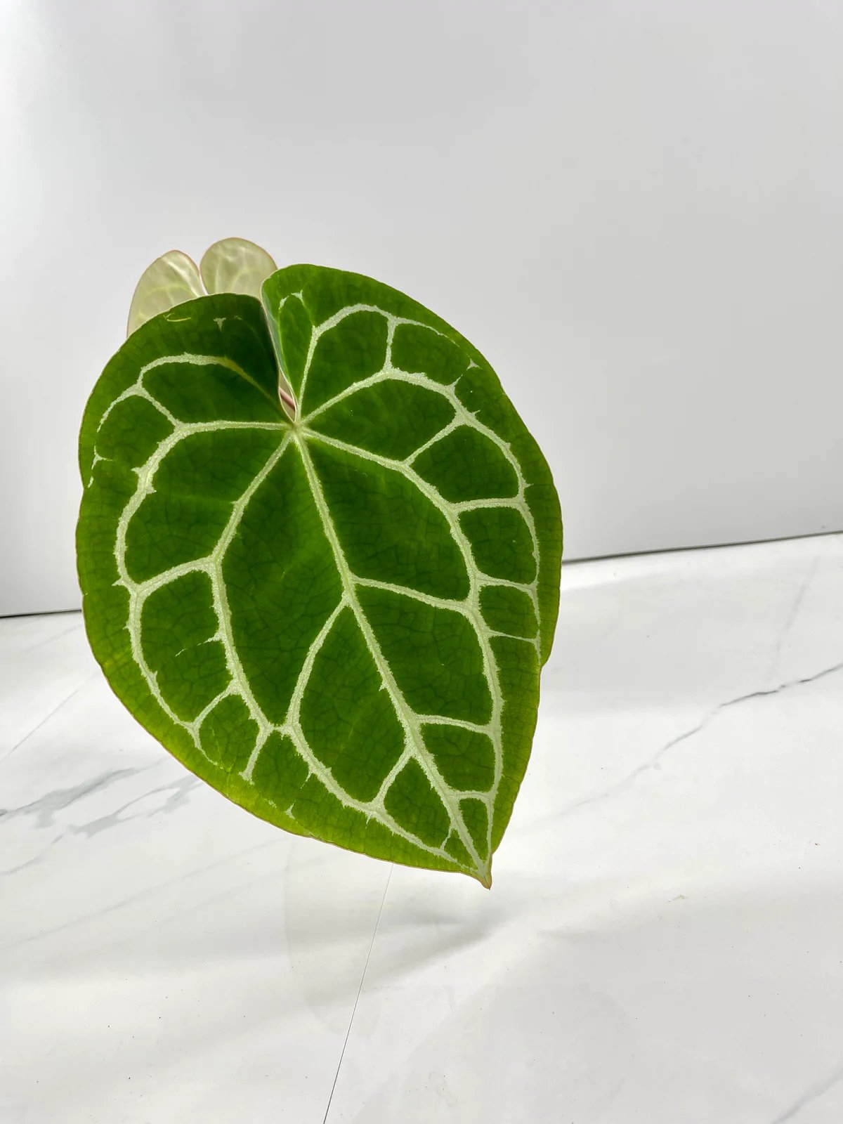 Anthurium Crystallinum Silver 3