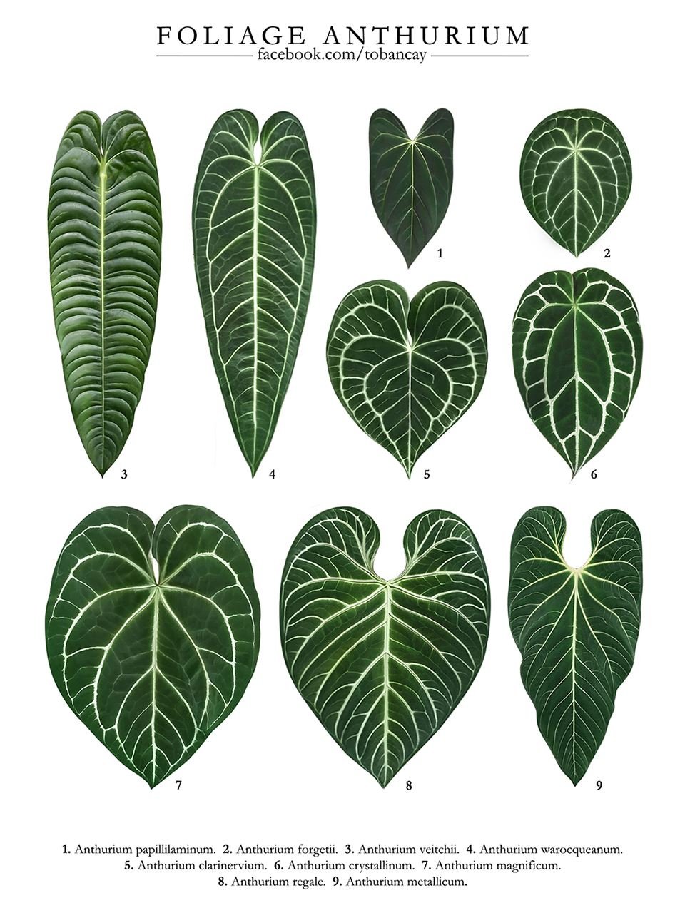 Anthurium Crystallinum Silver 2