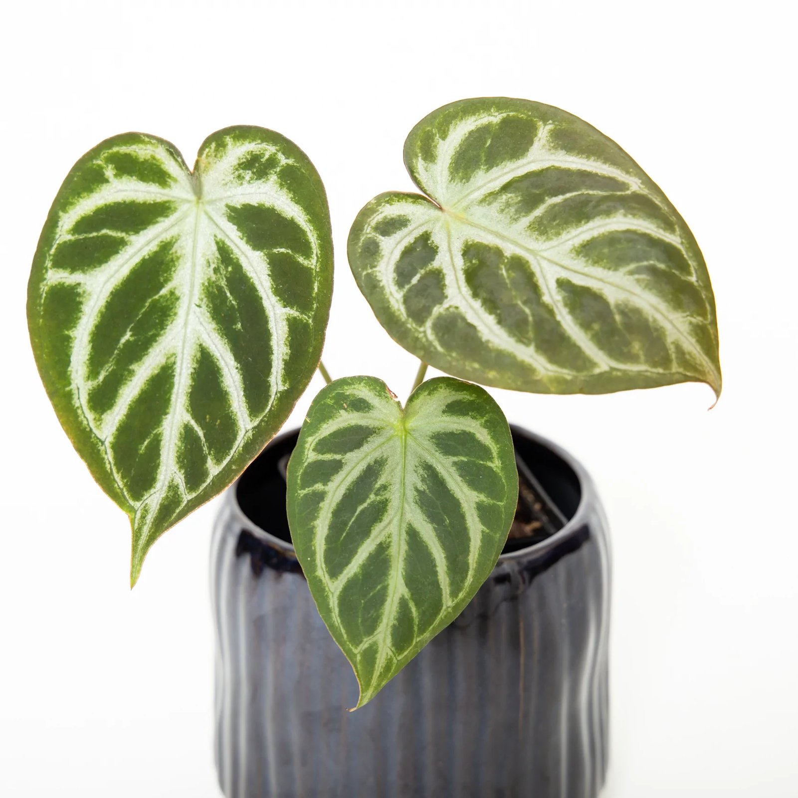 Anthurium Crystallinum Silver