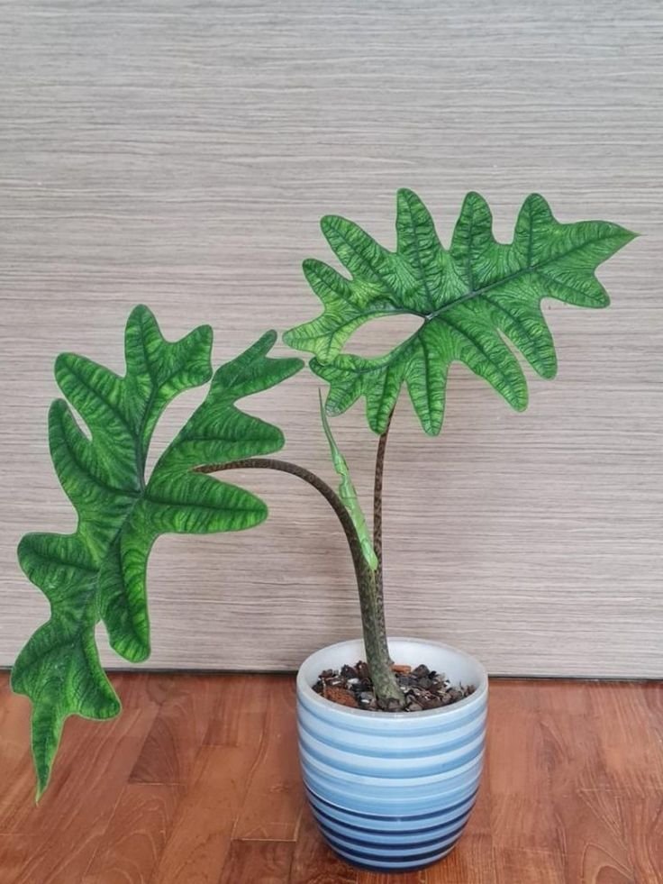 Alocasia Jacklin