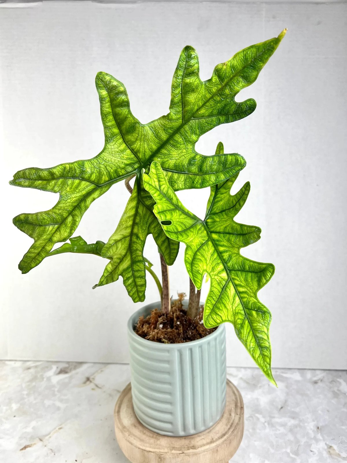 Alocasia Jacklin 2