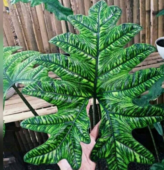 Alocasia Jacklin 3