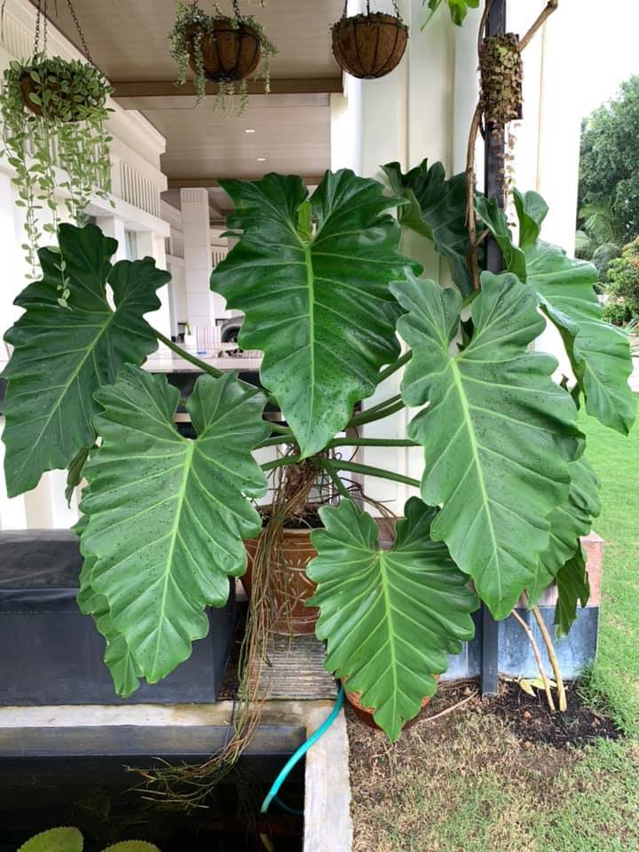 Philodendron Subincisum (Subin)