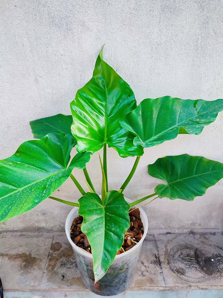Philodendron Subincisum (Subin) 2