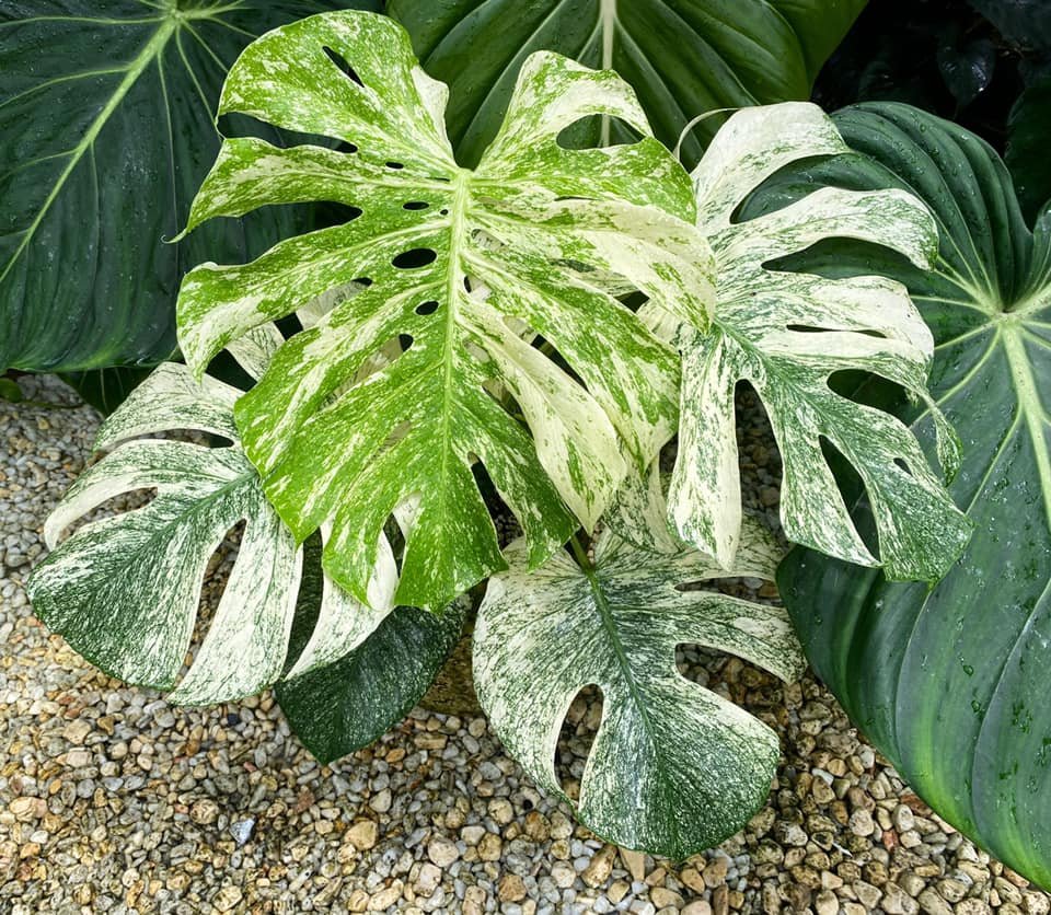 Monstera Deliciosa Deliciosa White Monster