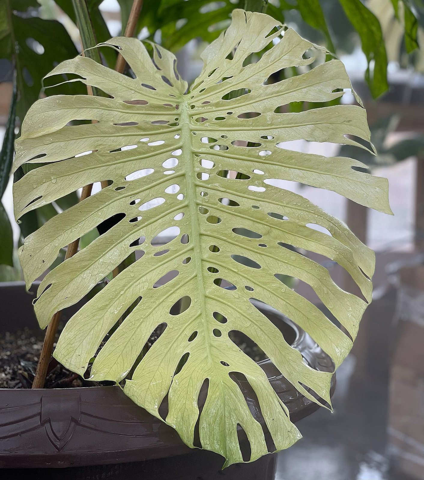 Monstera Deliciosa Deliciosa White Monster 2