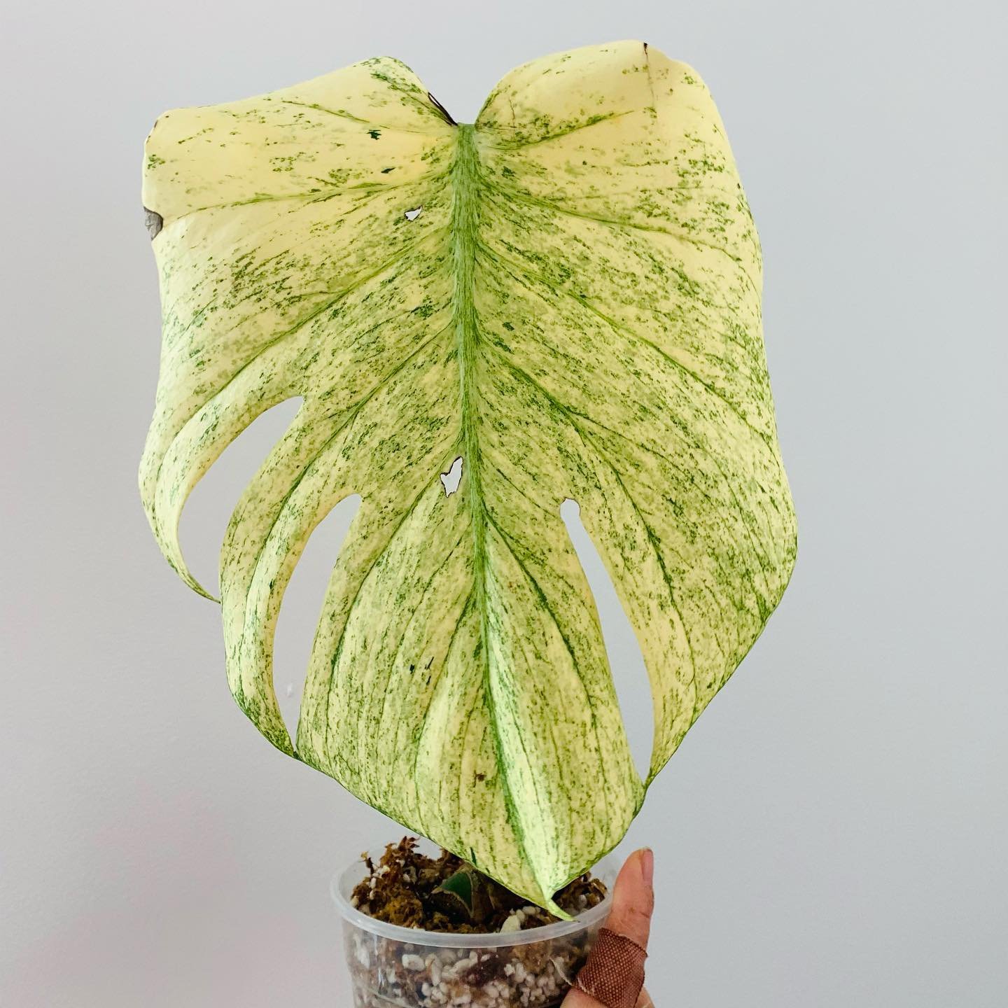 Monstera Deliciosa Deliciosa White Monster 3
