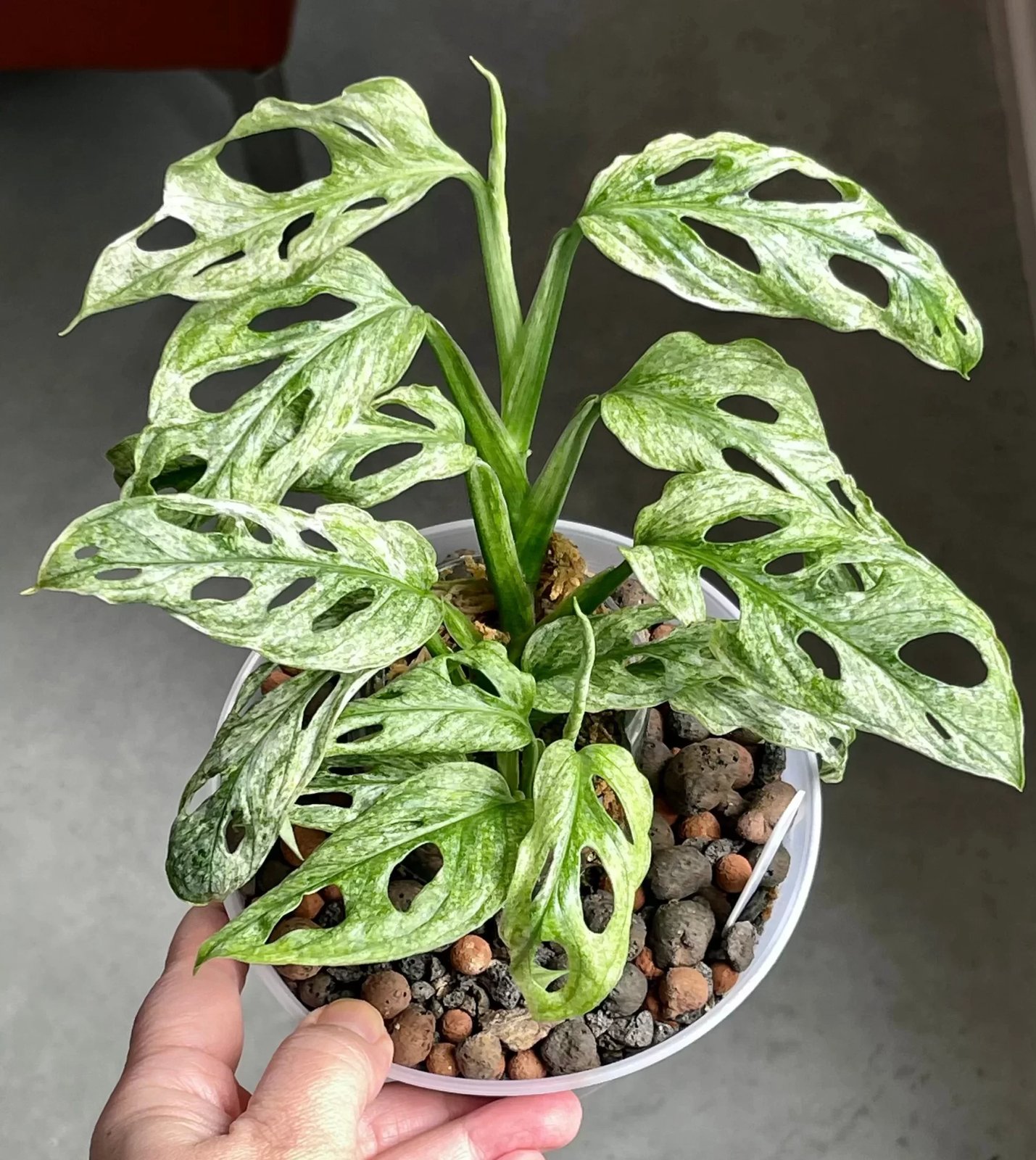 Monstera Adansonii Giant Mint Variegated