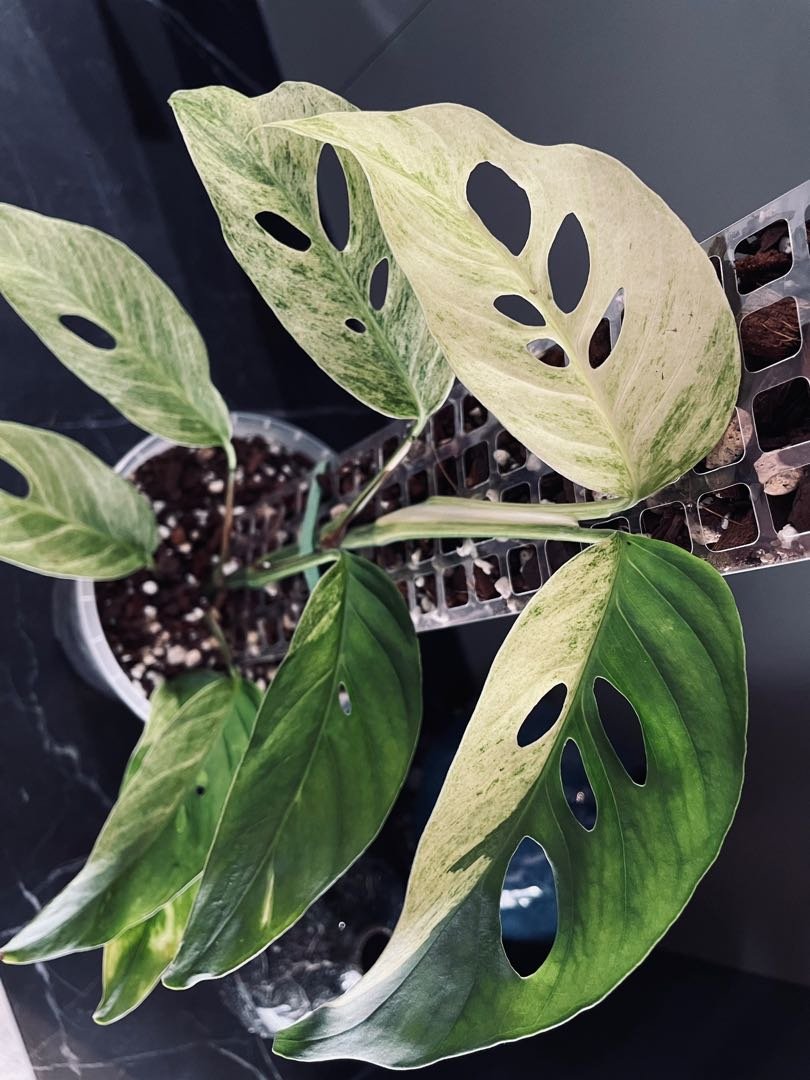 Monstera Adansonii Giant Mint Variegated 3