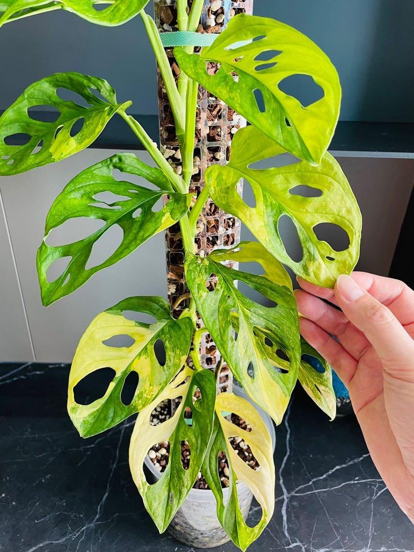 Monstera Adansonii Giant Aurea Variegated 3