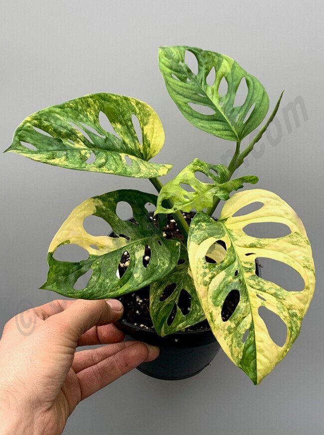 Monstera Adansonii Giant Aurea Variegated
