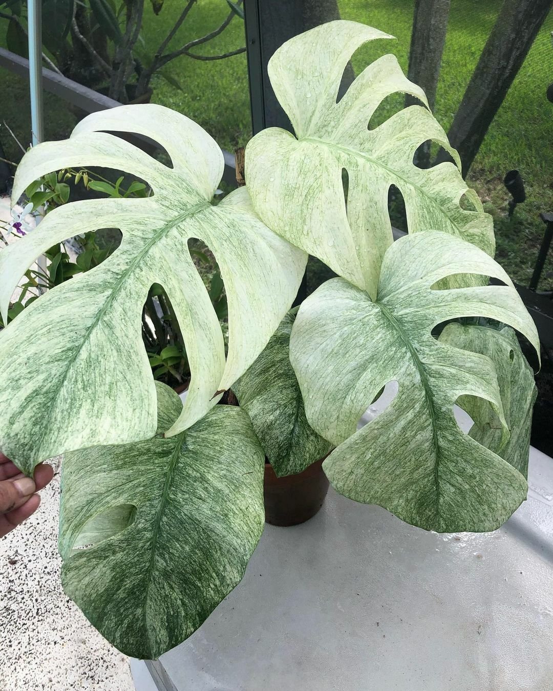 Monstera Borsigiana Mint Variegated