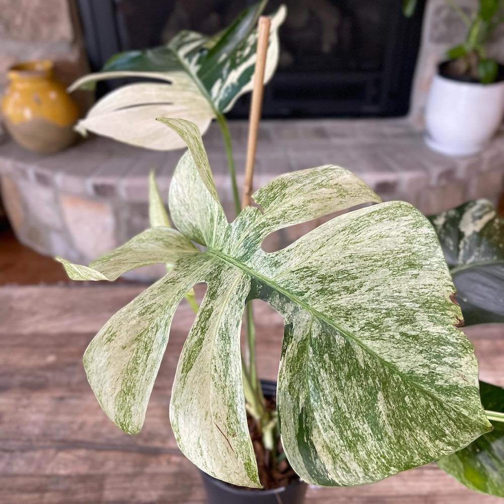 Monstera Borsigiana Mint Variegated 2