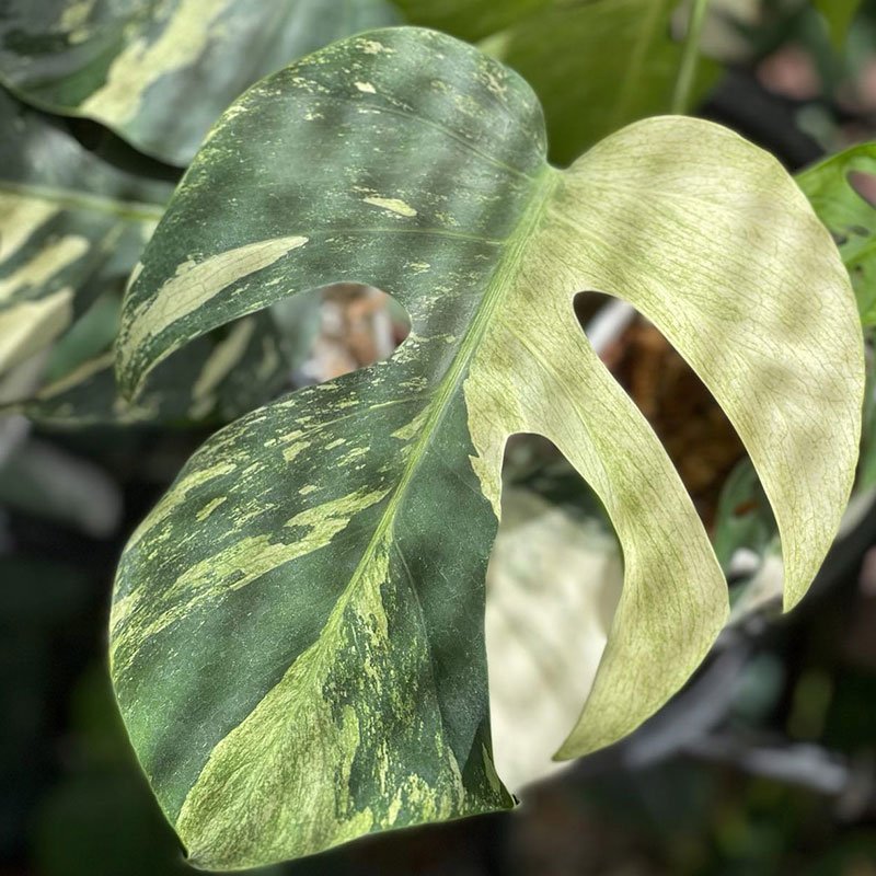 Monstera Borsigiana Mint Variegated 3