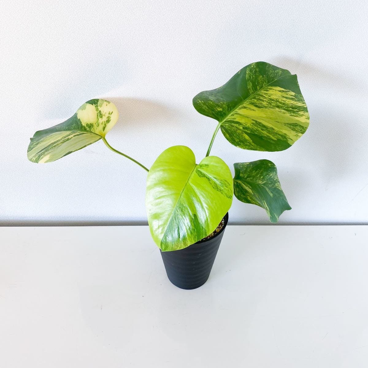 Monstera Borsigiana Aurea Variegated 3