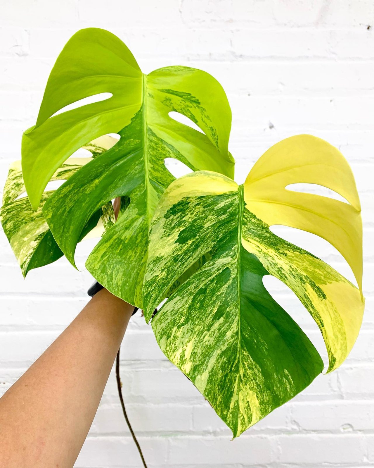 Monstera Borsigiana Aurea Variegated