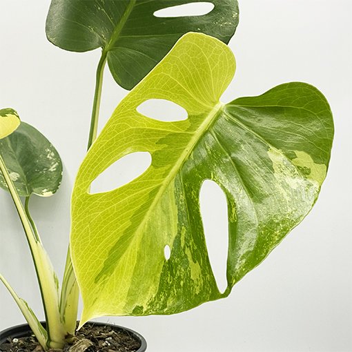 Monstera Borsigiana Aurea Variegated 2
