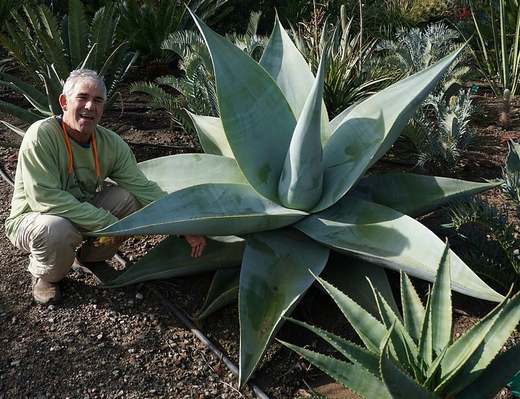 Agave Guiengola ‘Creme Brulee' 2