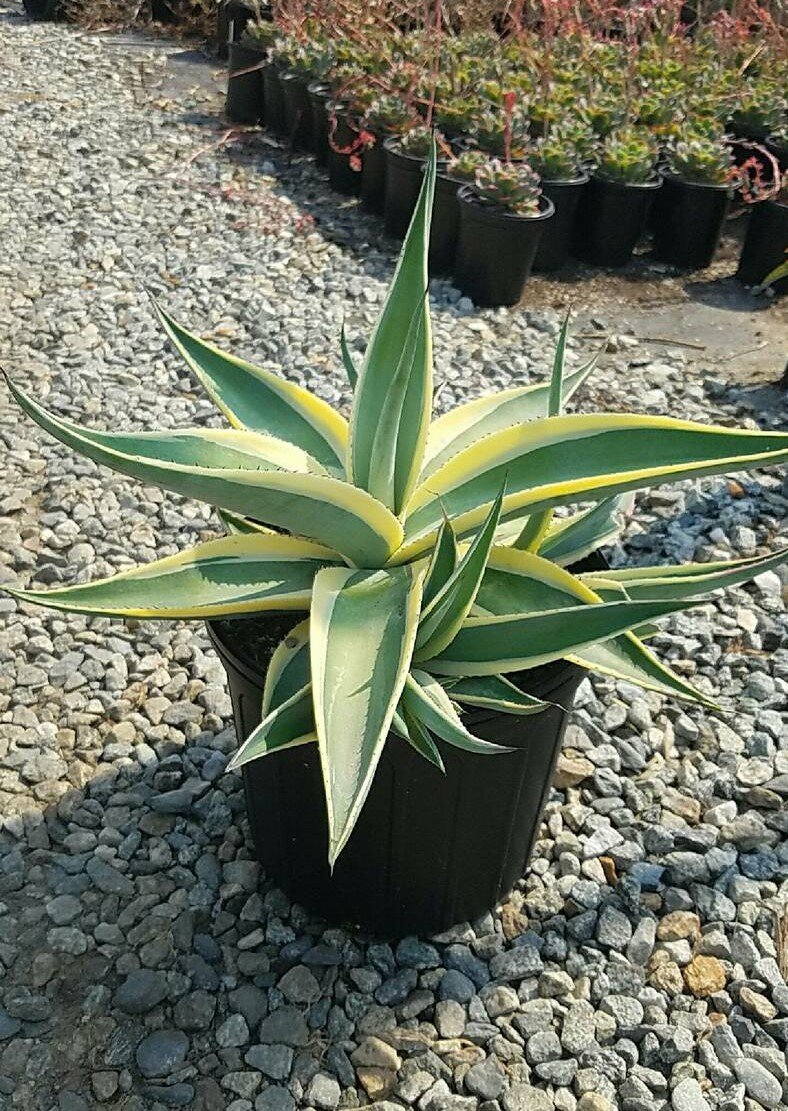Agave Guiengola ‘Creme Brulee'