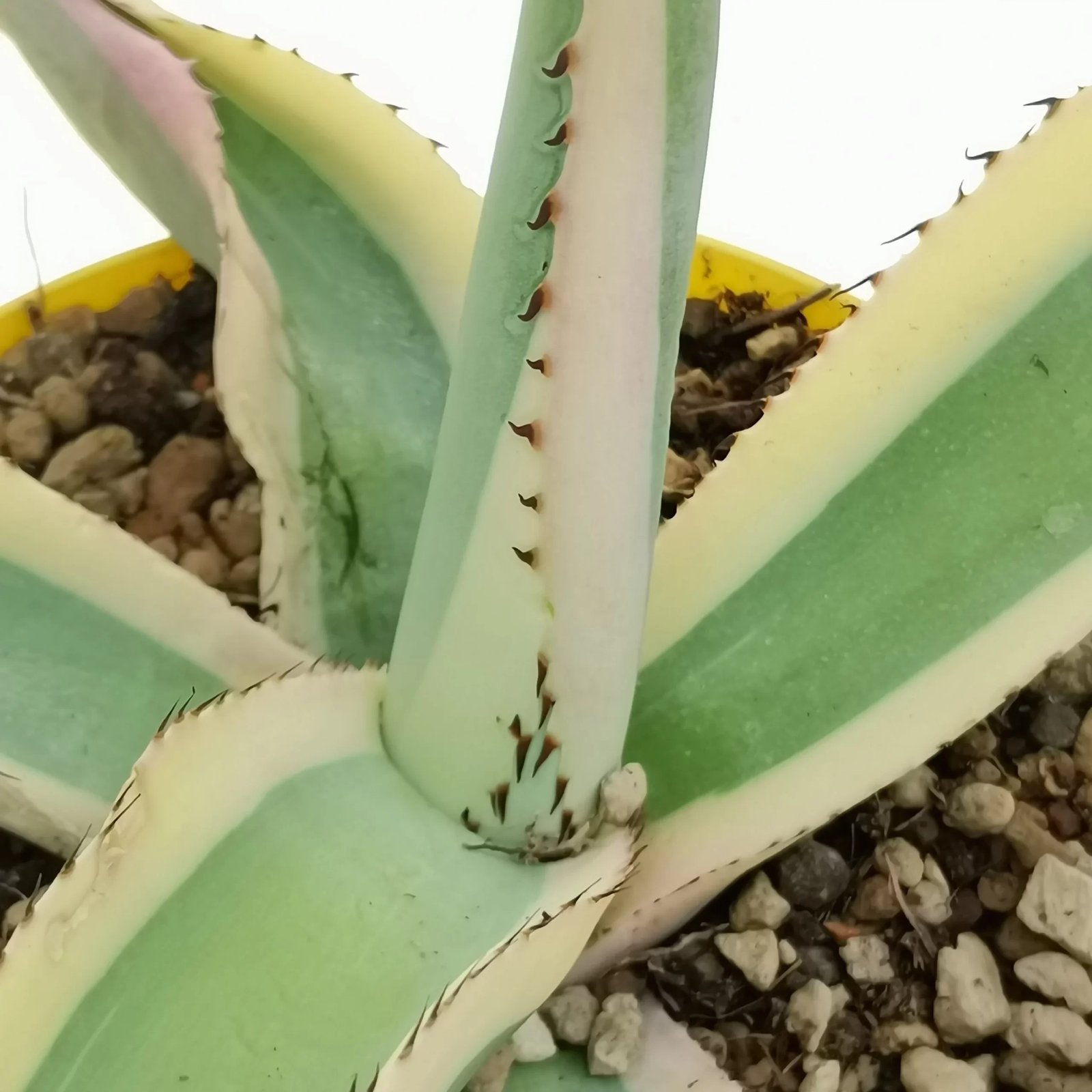 Agave Guiengola ‘Creme Brulee' 3