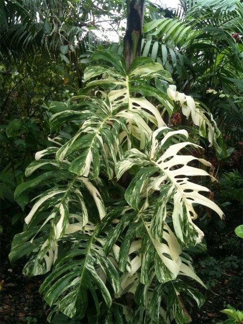 Monstera Deliciosa Albo Variegated 2