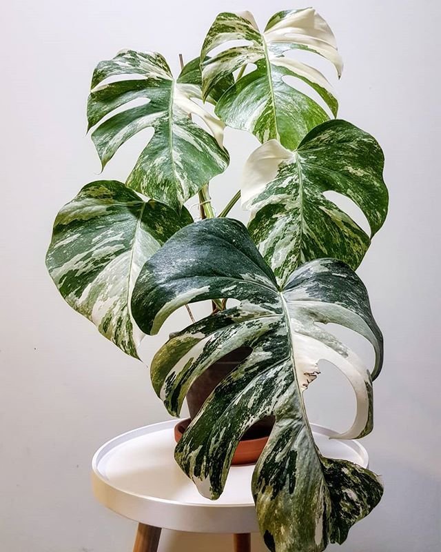 Monstera Deliciosa Albo Variegated