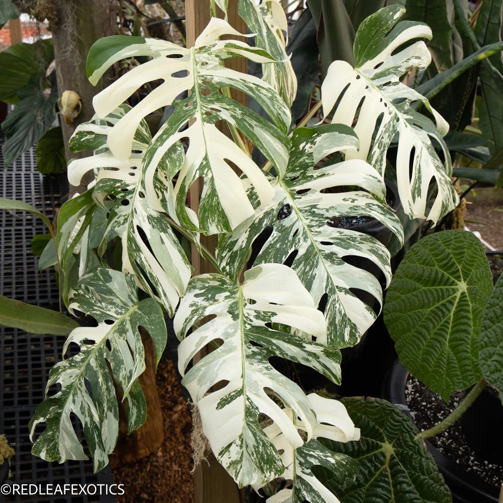 Monstera Deliciosa Albo Variegated 3