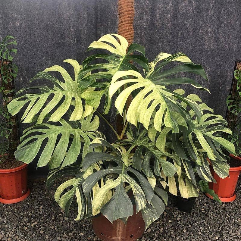Monstera Deliciosa Mint Variegated 2
