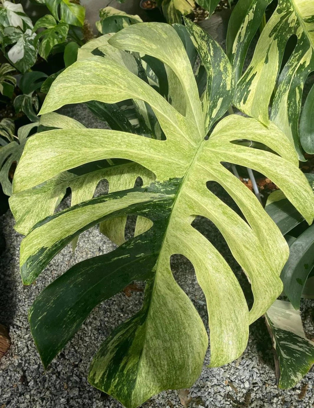 Monstera Deliciosa Mint Variegated 3