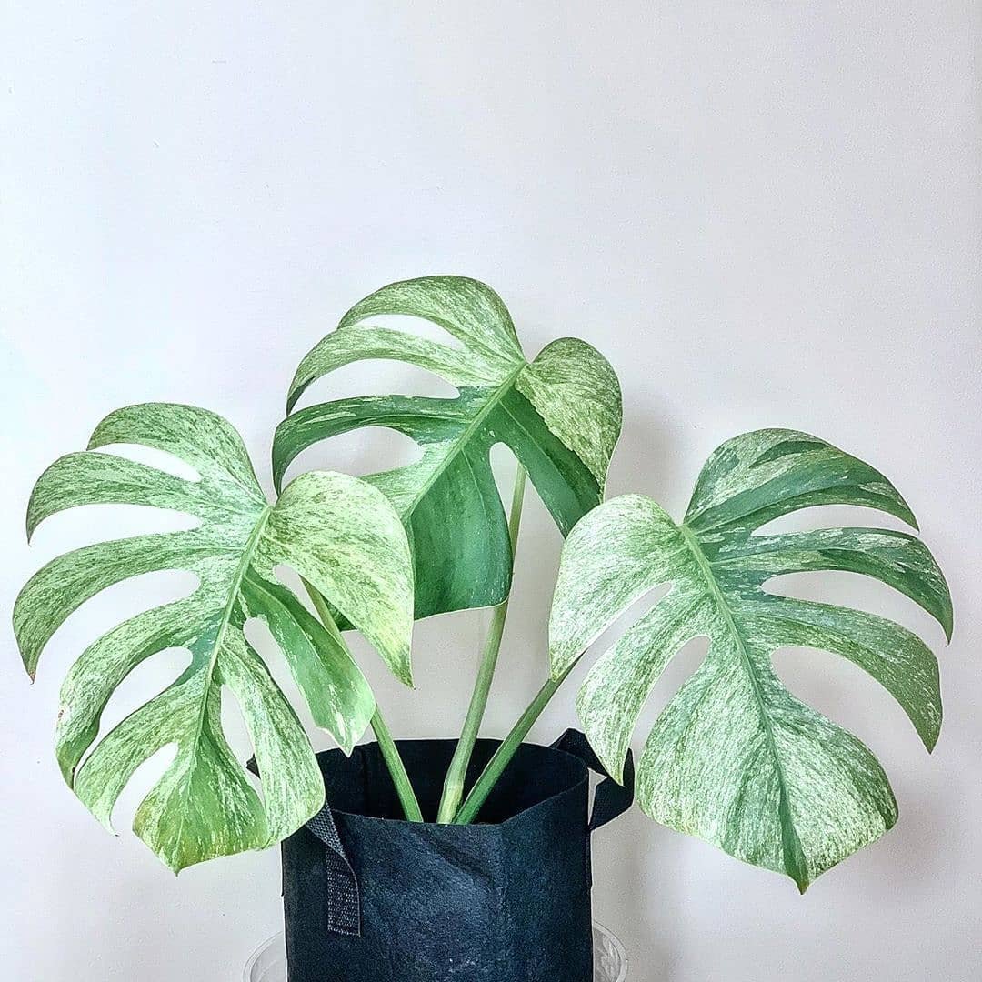 Monstera Deliciosa Mint Variegated