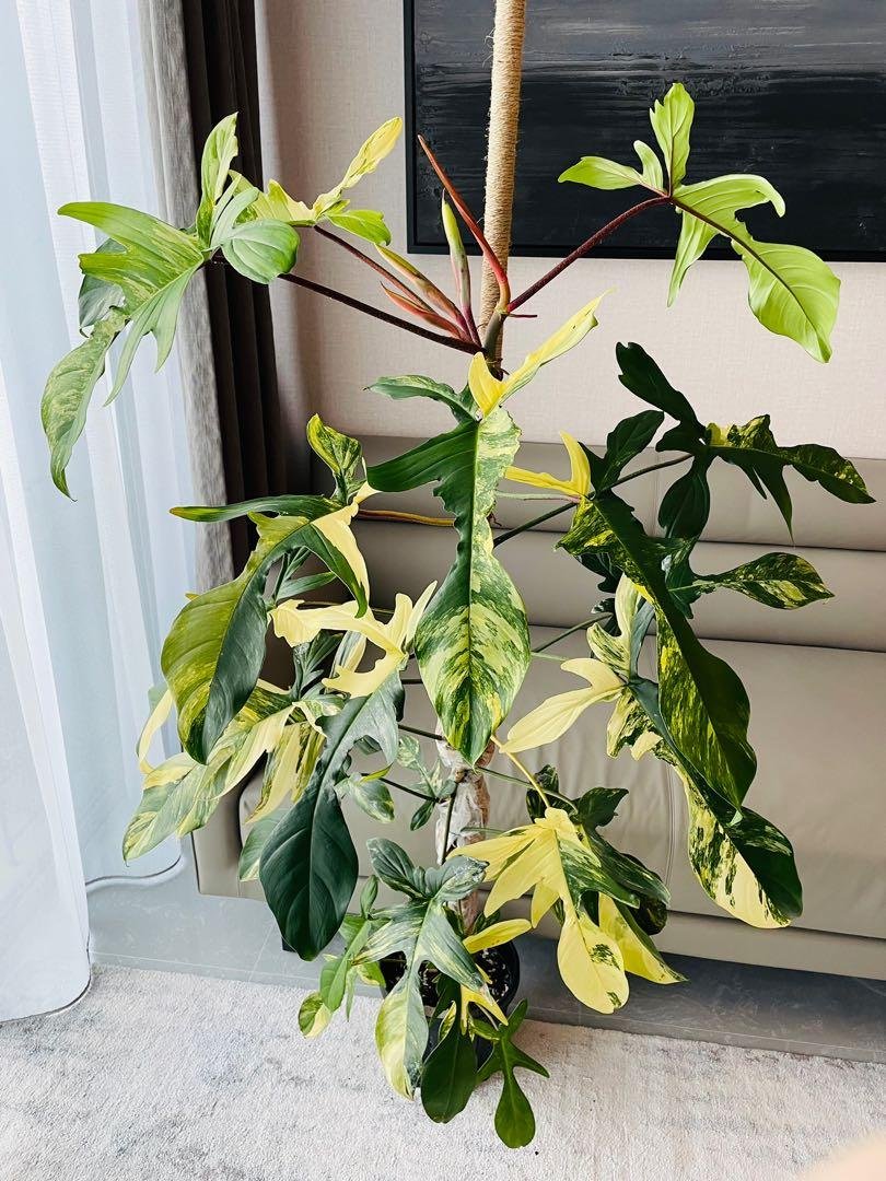 Philodendron Florida Beauty Variegated (Én var) 2