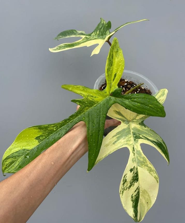 Philodendron Florida Beauty Variegated (Én var) 3