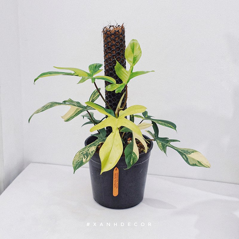 Philodendron Florida Beauty Variegated (Én var)
