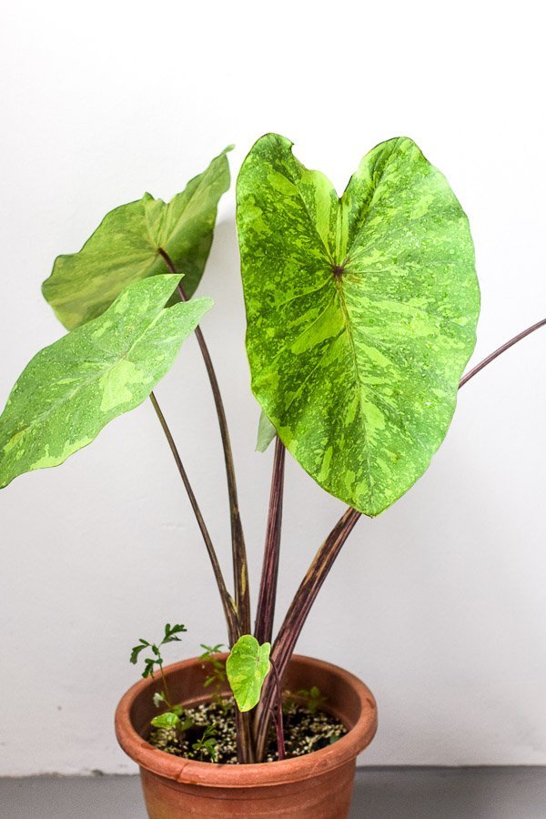 Colocasia Lime Gecko