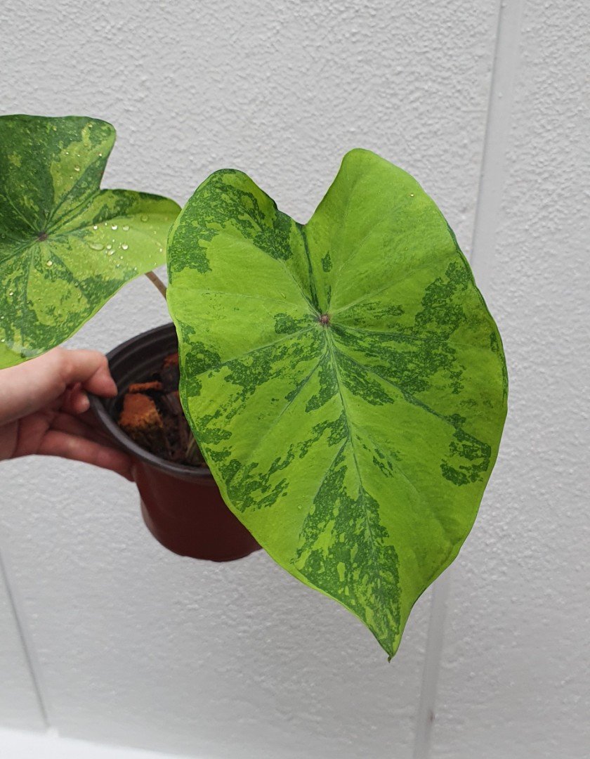 Colocasia Lime Gecko 2