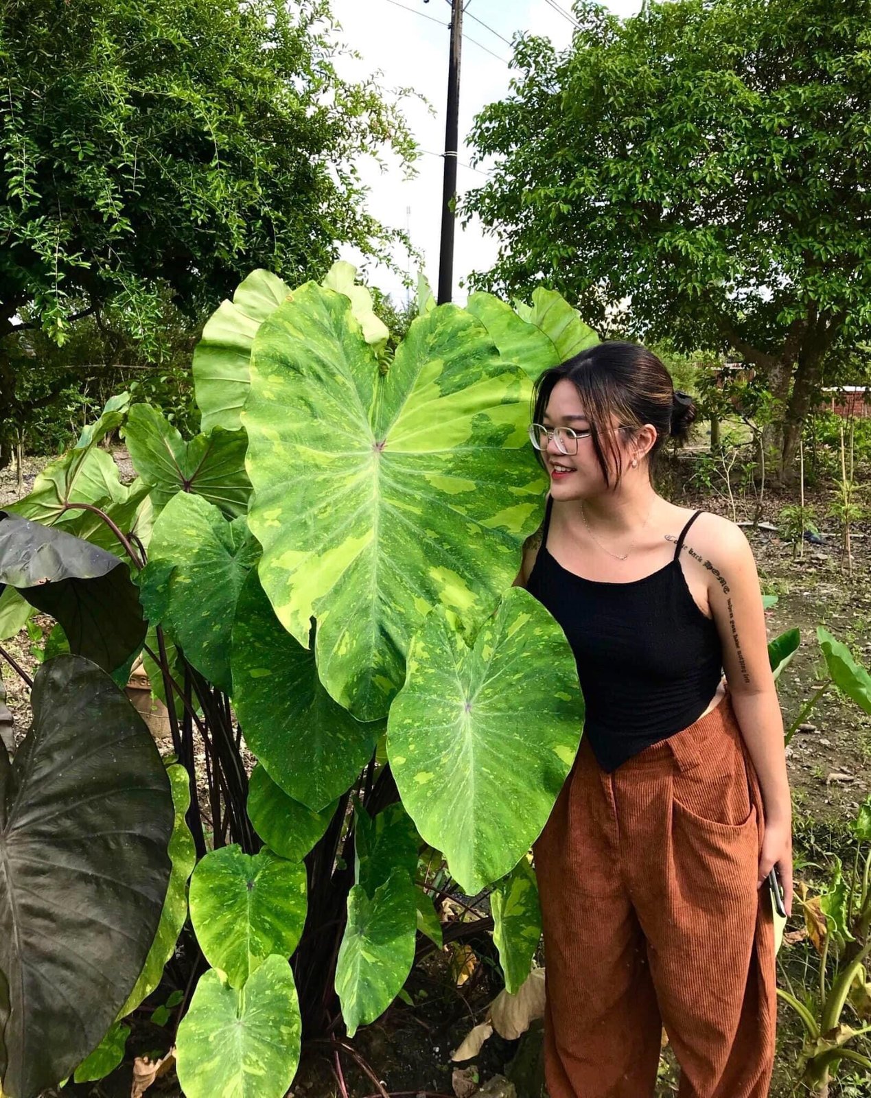 Colocasia Lime Gecko 3