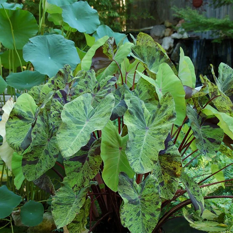 Colocasia Esculenta Mojito 3