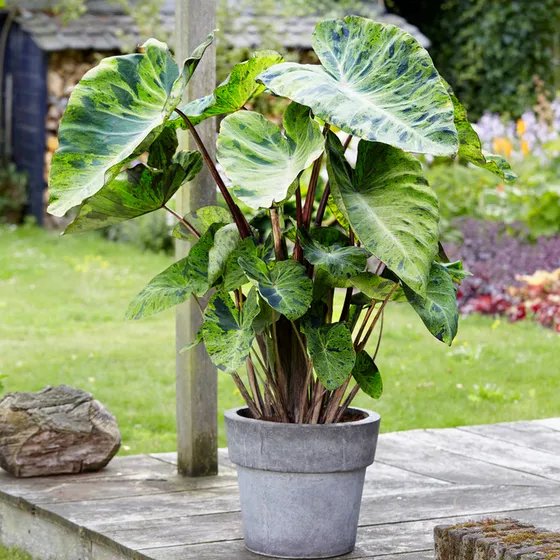 Colocasia Esculenta Mojito