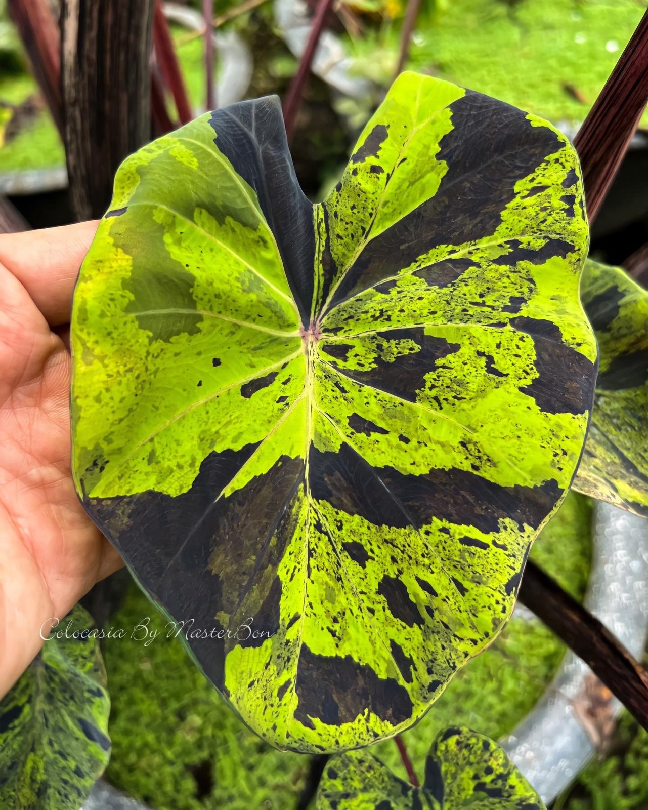 Colocasia Esculenta Mojito 2