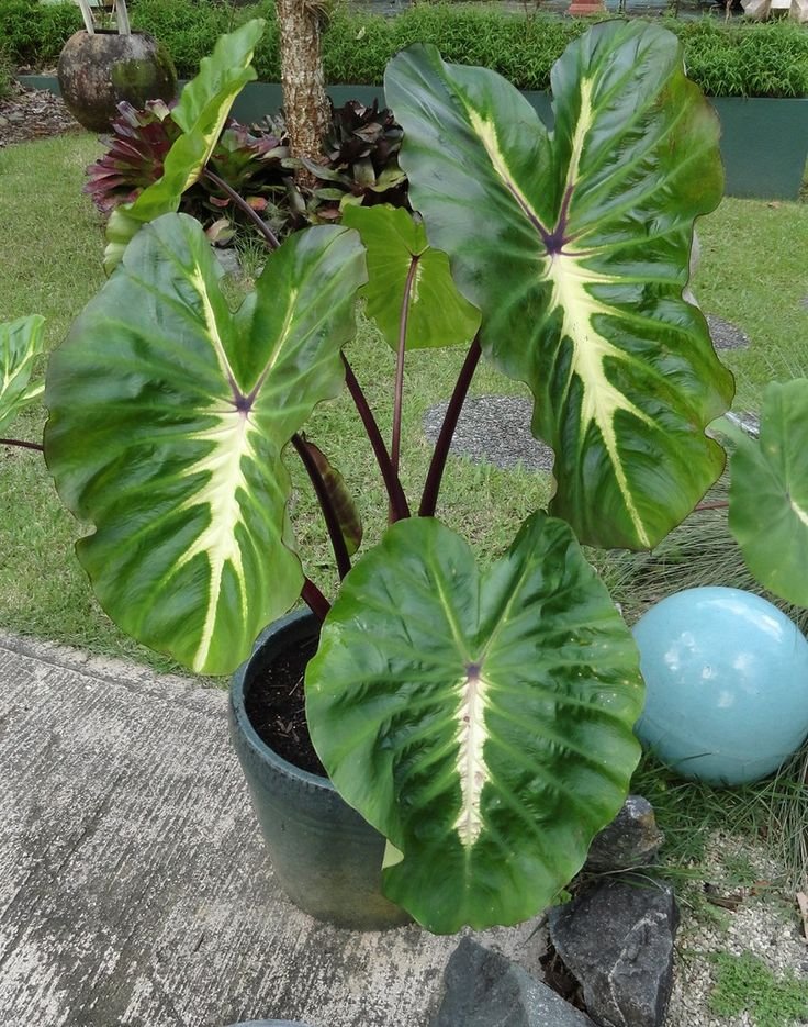 Colocasia Esculenta White Lava
