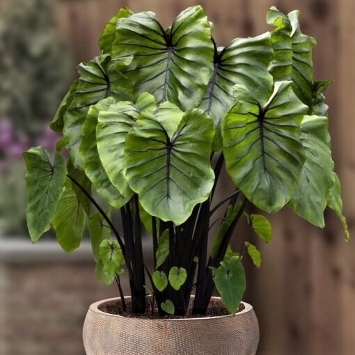 Colocasia Esculenta Pharaoh'Mask